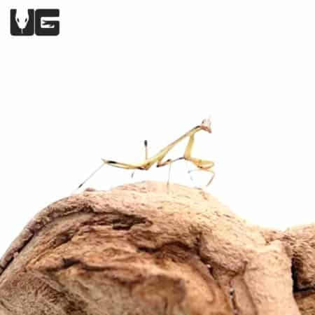 Shield Mantis (Rhombodera basalis) For Sale - Underground Reptiles