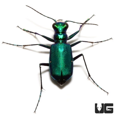 Six Spot Tiger Beetle (Cicindela sexguttata) For Sale - Underground Reptiles
