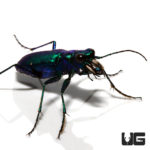 Six Spot Tiger Beetle (Cicindela sexguttata) For Sale - Underground Reptiles