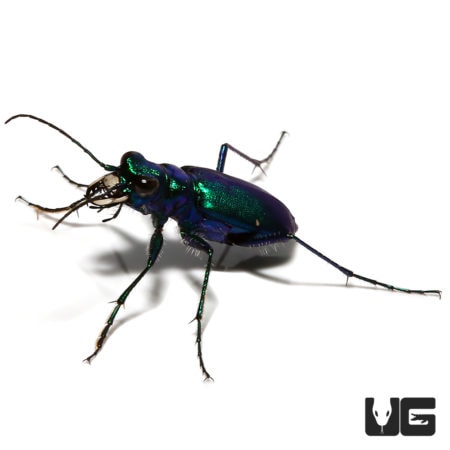 Six Spot Tiger Beetle (Cicindela sexguttata) For Sale - Underground Reptiles