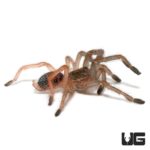 Skeleton Tarantula (Ephebopus murinus) For Sale - Underground Reptiles