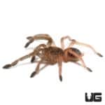 Skeleton Tarantula (Ephebopus murinus) For Sale - Underground Reptiles