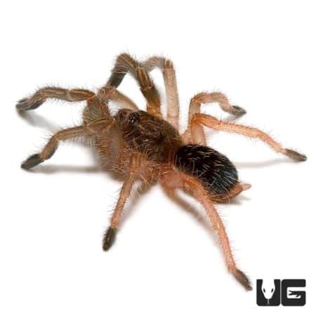 Skeleton Tarantula (.5 - 1'') - Underground Reptiles