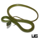 Smooth Machete Snakes For Sale - Underground Reptiles