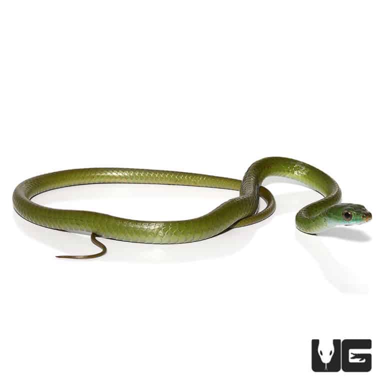 Smooth Machete Snakes For Sale - Underground Reptiles