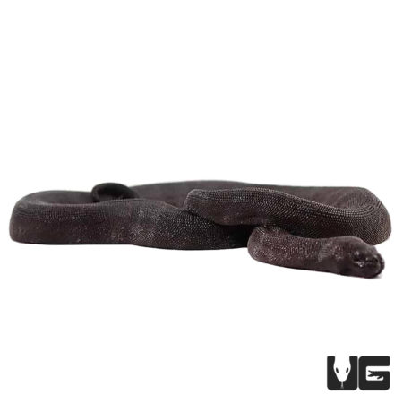 Solomon Island Black File Snakes For Sale - Underground Reptiles