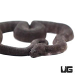 Solomon Island Black File Snakes For Sale - Underground Reptiles