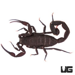 South American Bark Scorpion (Tityus Paramensis) For Sale - Underground Reptiles