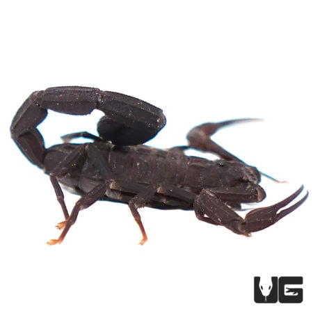 South American Bark Scorpion (Tityus Paramensis) For Sale - Underground Reptiles