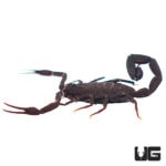 South American Bark Scorpion (Tityus Paramensis) For Sale - Underground Reptiles