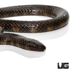South American Pond Snakes For Sale - Underground Reptiles