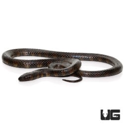 South American Pond Snakes For Sale - Underground Reptiles