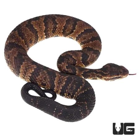 Southern Cotton Mouths For Sale - Underground Reptiles