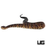Southern Cotton Mouths For Sale - Underground Reptiles