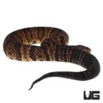 Southern Cotton Mouths For Sale - Underground Reptiles