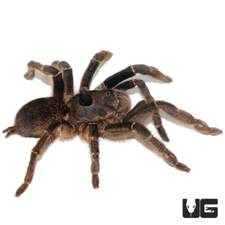 Southern Horned Baboon Tarantula (.25 - .75'') - Underground Reptiles