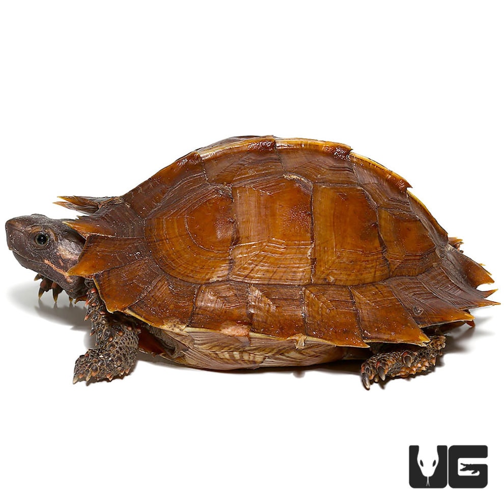 Spiny Turtle - Underground Reptiles