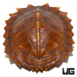 Spiny Turtles For Sale - Underground Reptiles