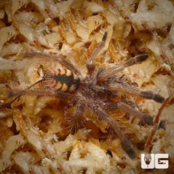 St. Vincent Feather Legged Tree Spider (Tapinauchenius santivincenti) For Sale - Underground Reptiles