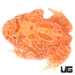 Starfire Pacman Frogs For Sale - Underground Reptiles