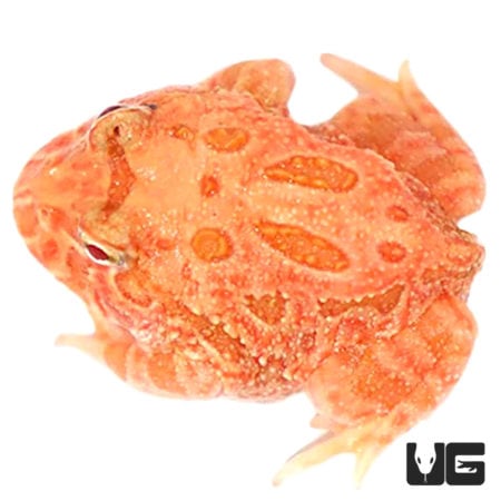 Starfire Pacman Frogs For Sale - Underground Reptiles