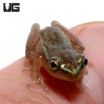Starry Night Reed Frog For Sale - Underground Reptiles
