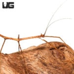 Stick Insect (phanocles daxala) For Sale - Underground Reptiles