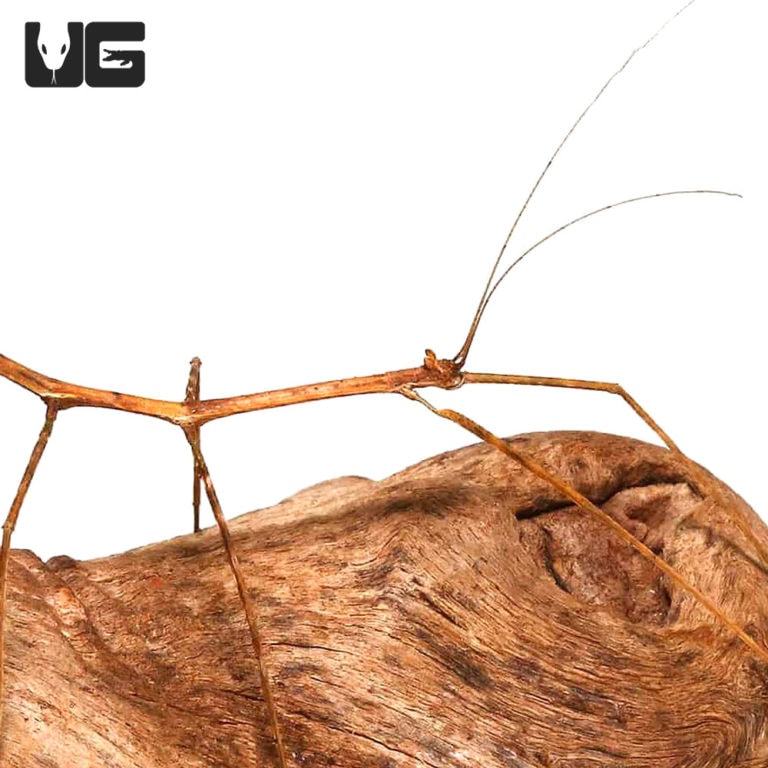 Stick Insect Underground Reptiles