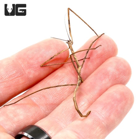 Stick Insect (phanocles daxala) For Sale - Underground Reptiles