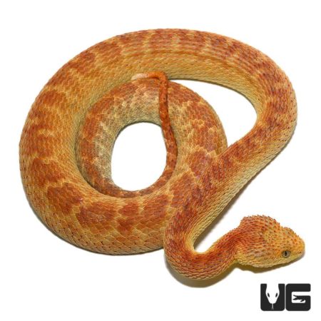 Blood Orange Squamigera Bush Viper For Sale - Underground Reptiles