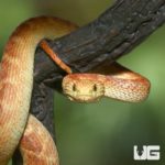 Blood Orange Squamigera Bush Viper For Sale - Underground Reptiles