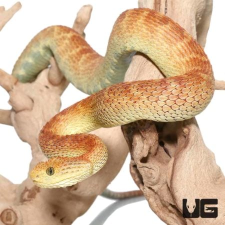 Bright red and green Squamigera Bush Viper on a tree branch.
