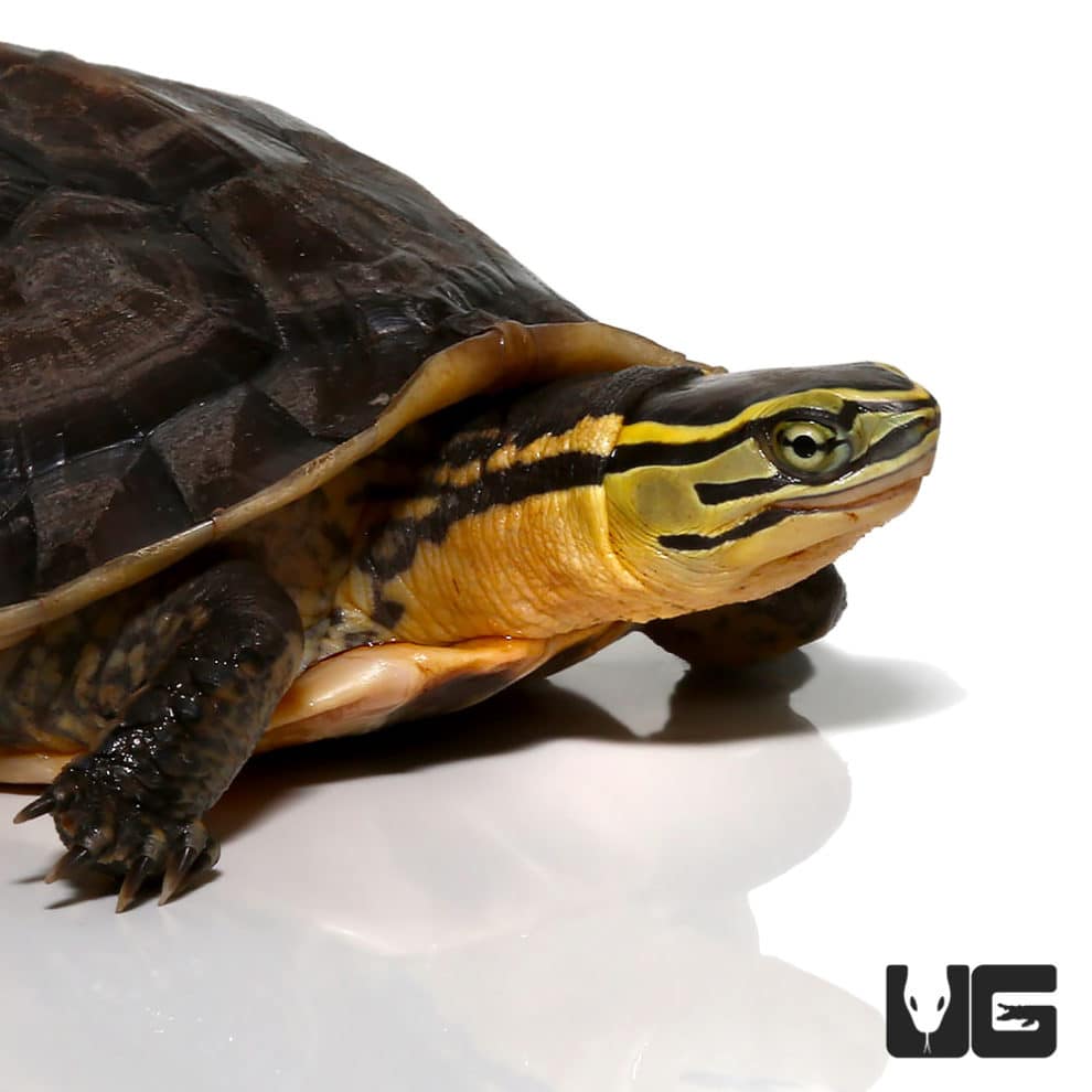 Sulawesi Asian Box Turtle - Underground Reptiles