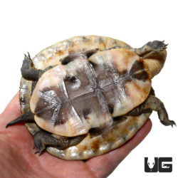 Sulawesi Asian Box Turtles For Sale - Underground Reptiles