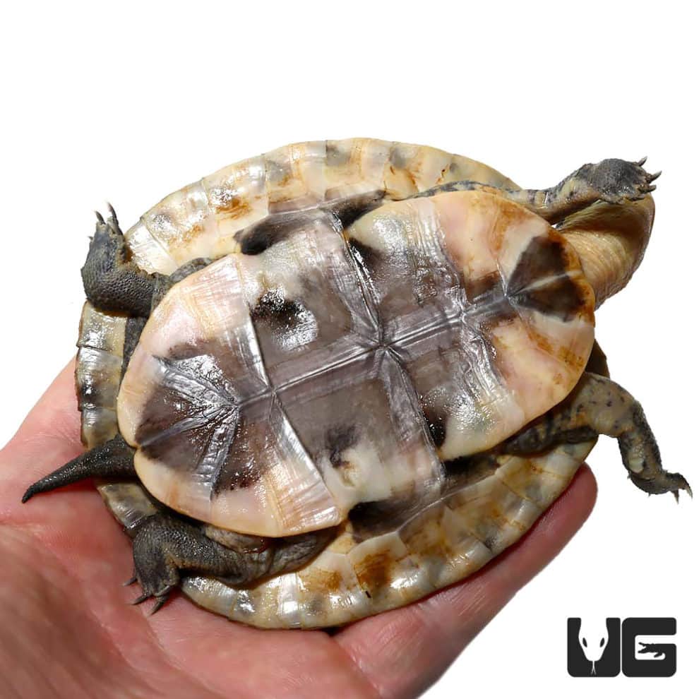 Sulawesi Asian Box Turtle - Underground Reptiles