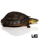 Sulawesi Asian Box Turtles For Sale - Underground Reptiles