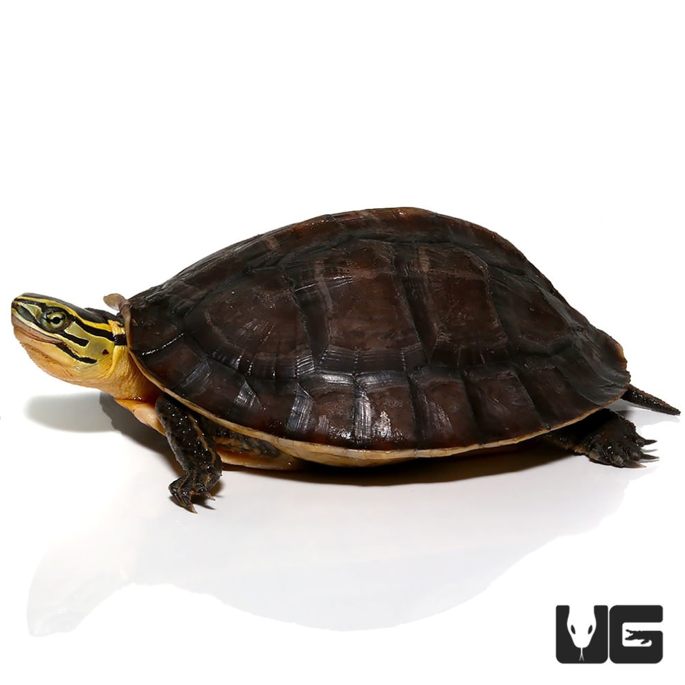 Sulawesi Asian Box Turtle - Underground Reptiles