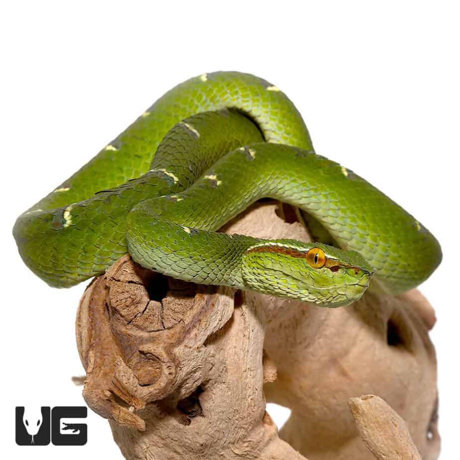 Venomous Snakes & Lizards For Sale - Underground Reptiles