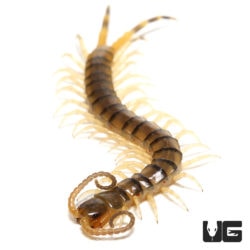 Texas Tiger Centipedes (Scolopendra sp) For Sale - Underground Reptiles