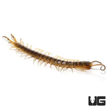 Texas Tiger Centipedes (Scolopendra sp) For Sale - Underground Reptiles