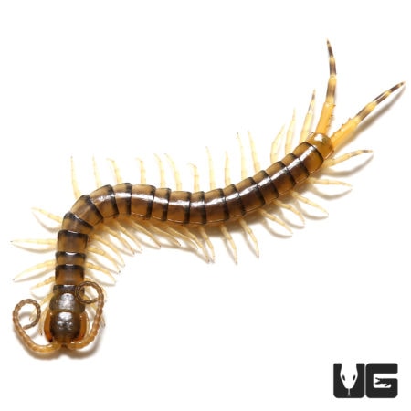 Texas Tiger Centipedes (Scolopendra sp) For Sale - Underground Reptiles