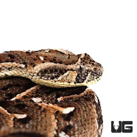 Tanzanian Puff Adders For Sale - Underground Reptiles