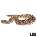 Tanzanian Puff Adders For Sale - Underground Reptiles