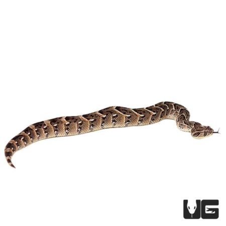 Tanzanian Puff Adders For Sale - Underground Reptiles