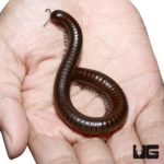 Texas Brown Millipede For Sale - Underground Reptiles