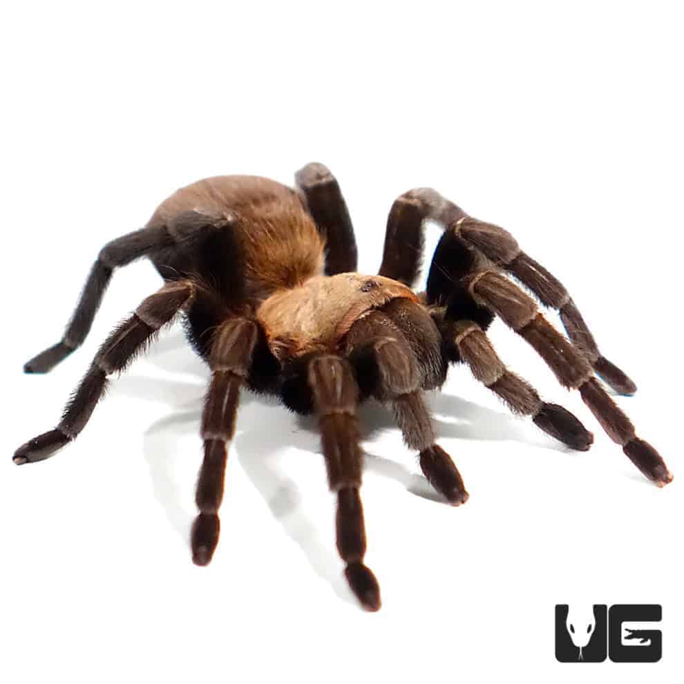 Texas Brown Tarantulas For Sale Underground Reptiles