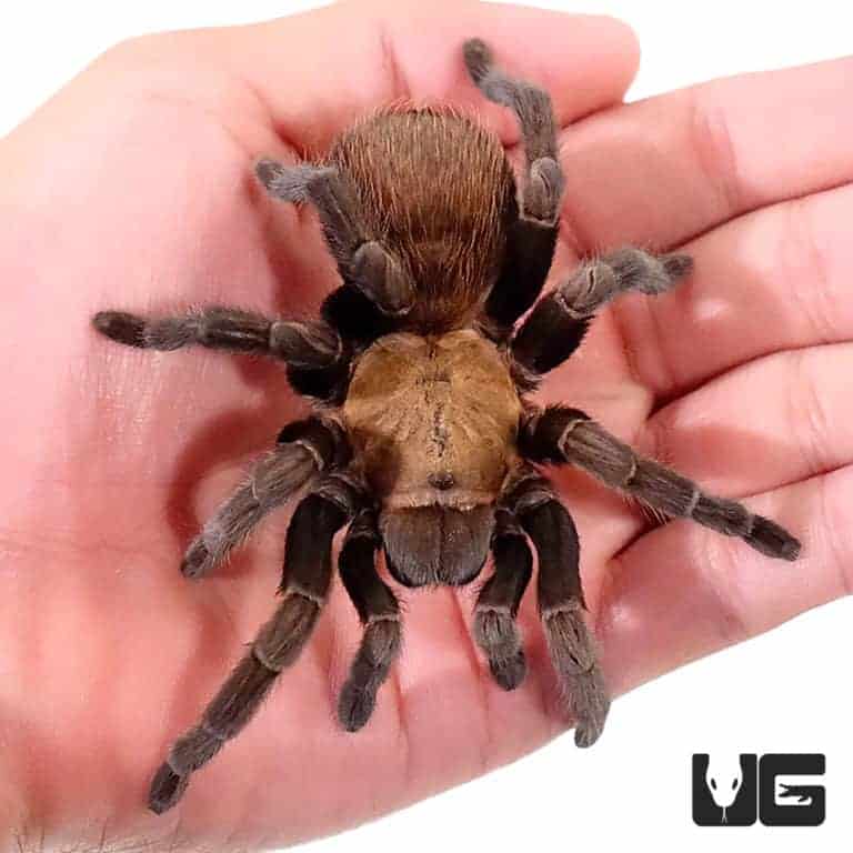 Texas Brown Tarantulas For Sale Underground Reptiles