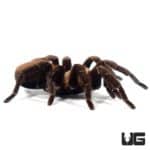 Texas Brown Tarantulas (Aphonopelma hentzi) For Sale - Underground Reptiles
