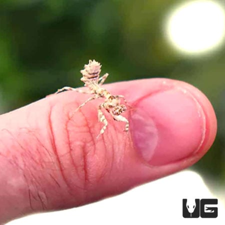 Thistle Mantis (Blepharopsis mendica) For Sale - Underground Reptiles