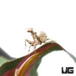 Thistle Mantis (Blepharopsis mendica) For Sale - Underground Reptiles